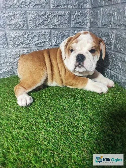 Engleski buldog štenci !