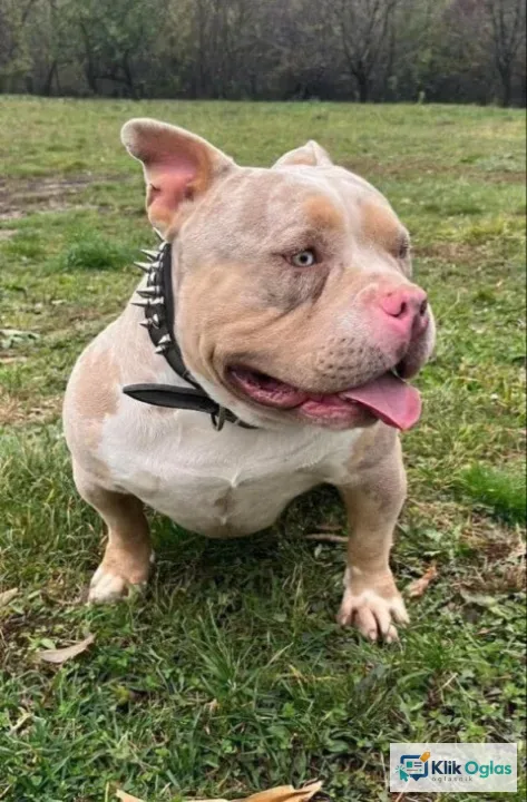 American bully pocket tri color merle