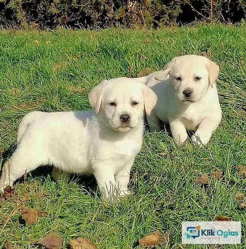 Labrador retriver, štenci na prodaju