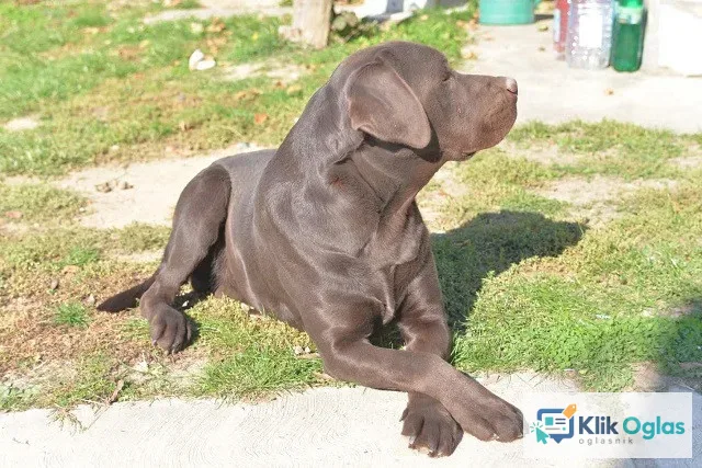 Labrador retriver , na prodaju