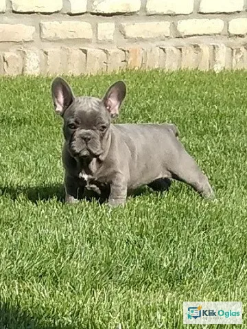 Francuski buldog, štenci
