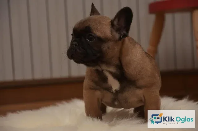 Francuski buldog, stari dva meseca
