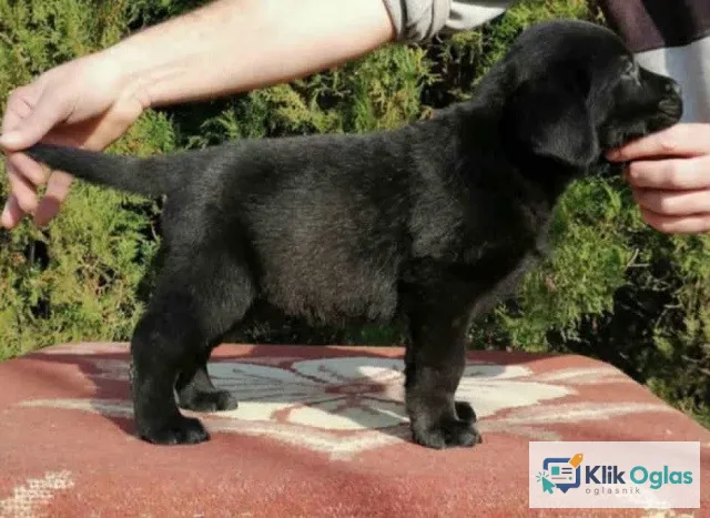 Labrador retriver štenci !!
