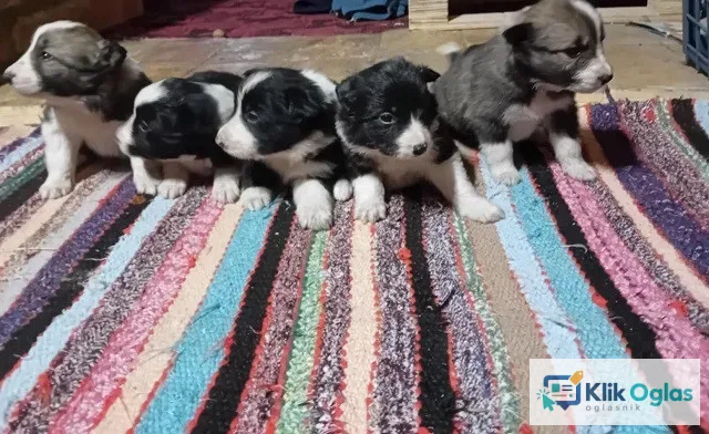 Border Collie