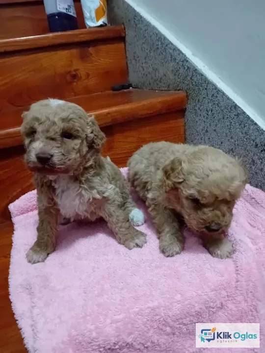Maltipoo, stenci !!