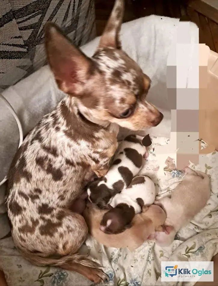 Čivava štenci stari 3 nedelje