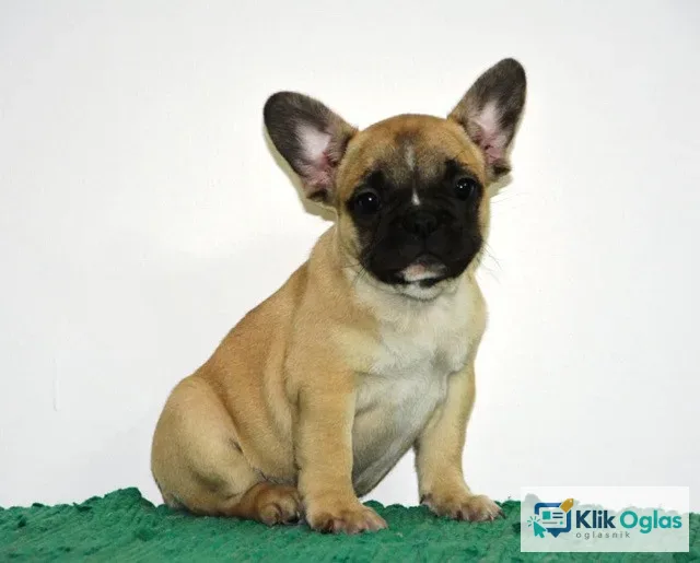 Francuski buldog prelepi štenci