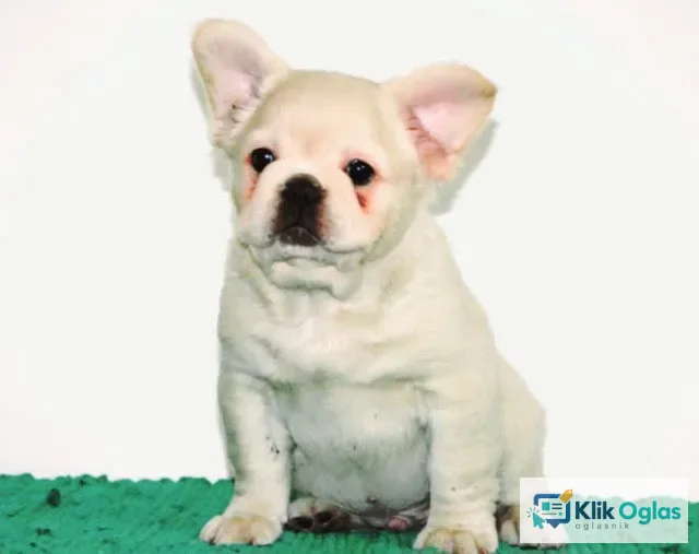 Francuski buldog fluffy