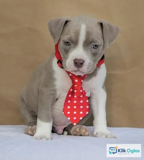 American bully pocket