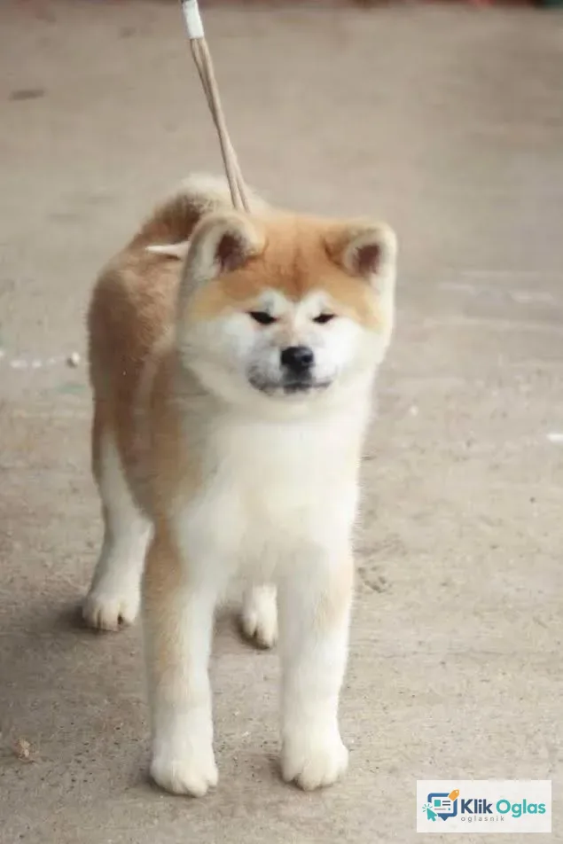 Akita Inu