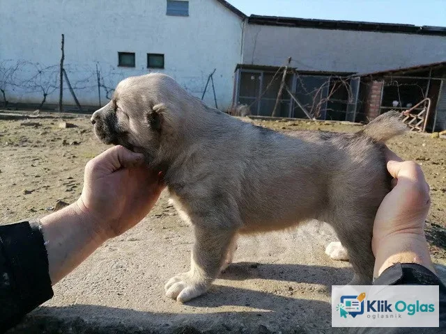 Srednjeazijski ovčar !