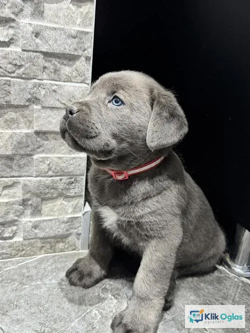 Cane Corso štenaci