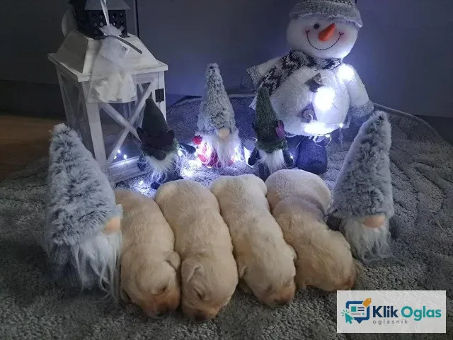 Labrador retriver štenad !!