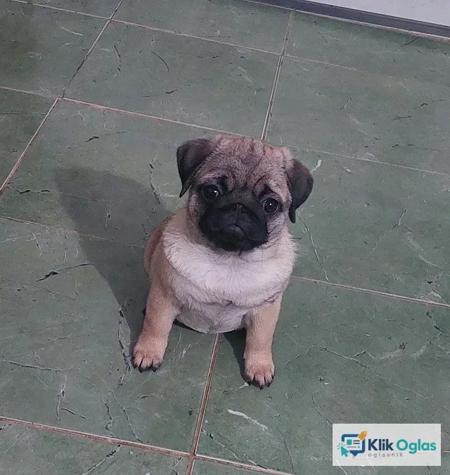 Mops