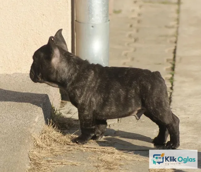 Francuski buldog !!!!!!