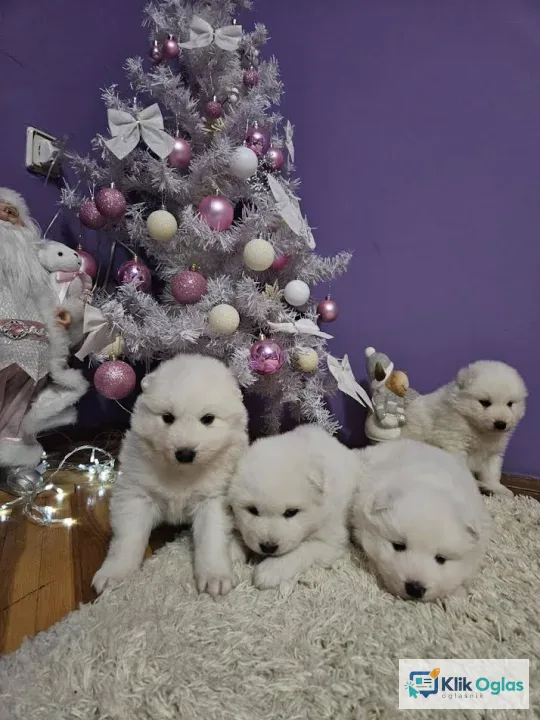 Samojed