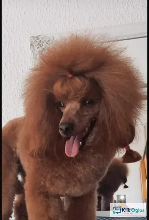 Pudla, muška štenad
