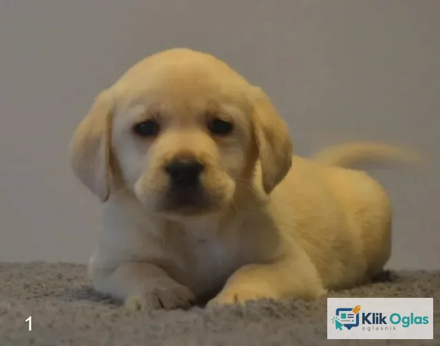 Labrador retriver, novo prelepo leglo