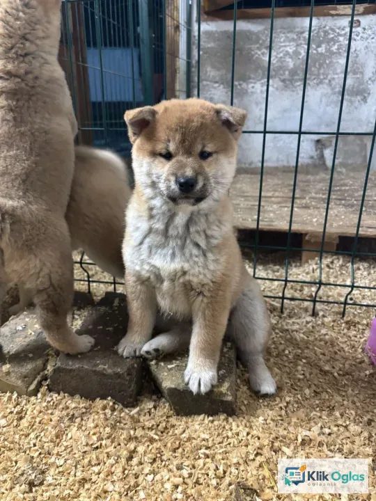 Shiba inu kućići na prodaju