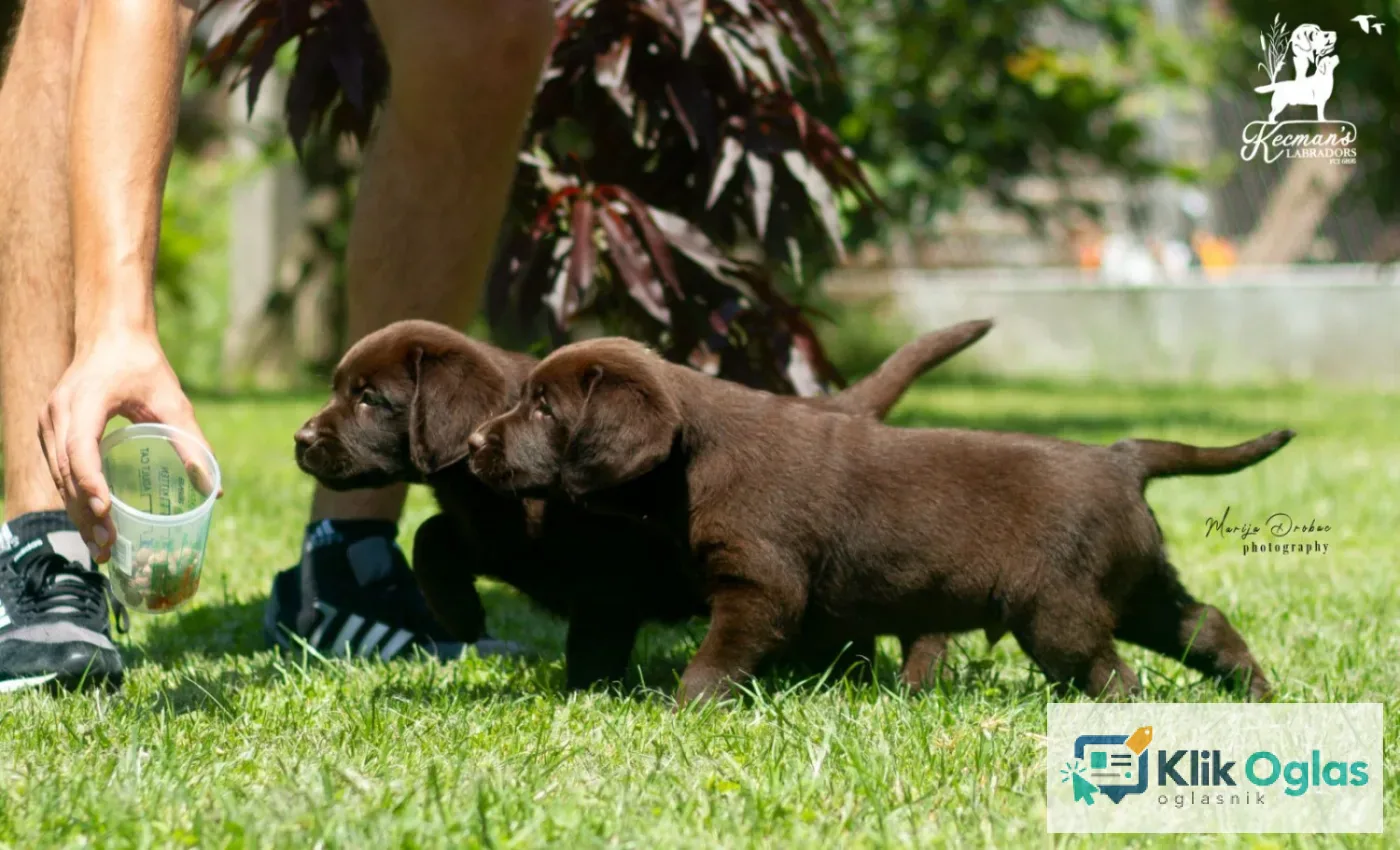 Labrador retriver štenci.