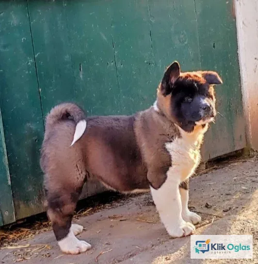 Americka akita štenci.