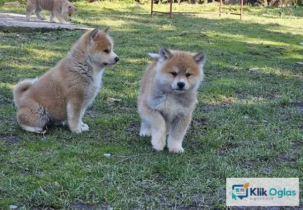 Japanska Akita