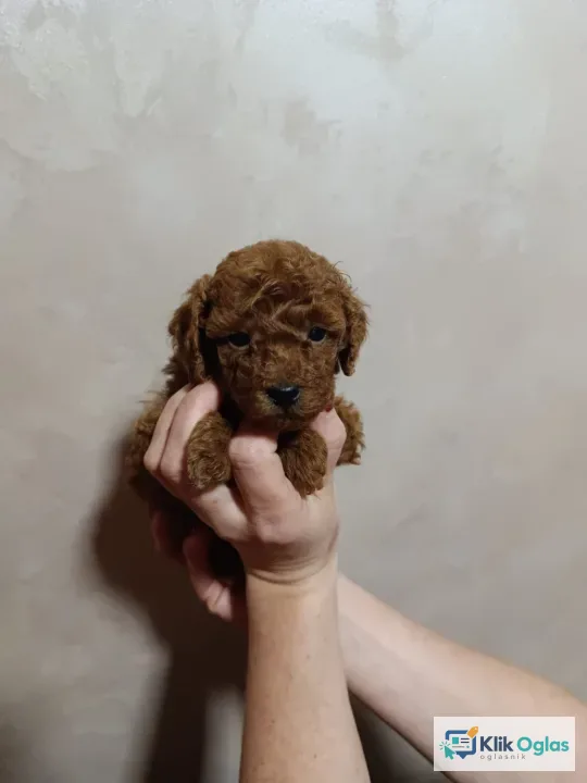 Prelepa Toy Pudla