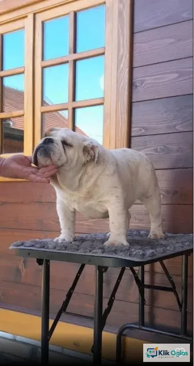 Engleski buldog - mužijak