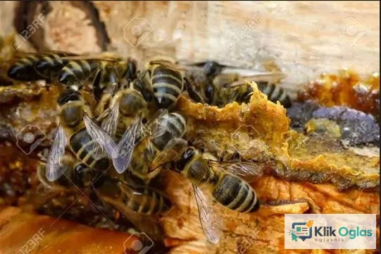 Prodajem propolis rastvor