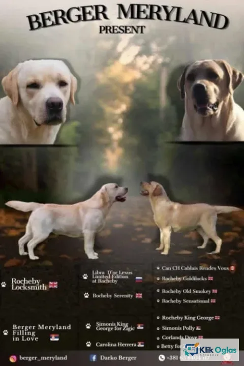 Stenci LABRADOR retrivera