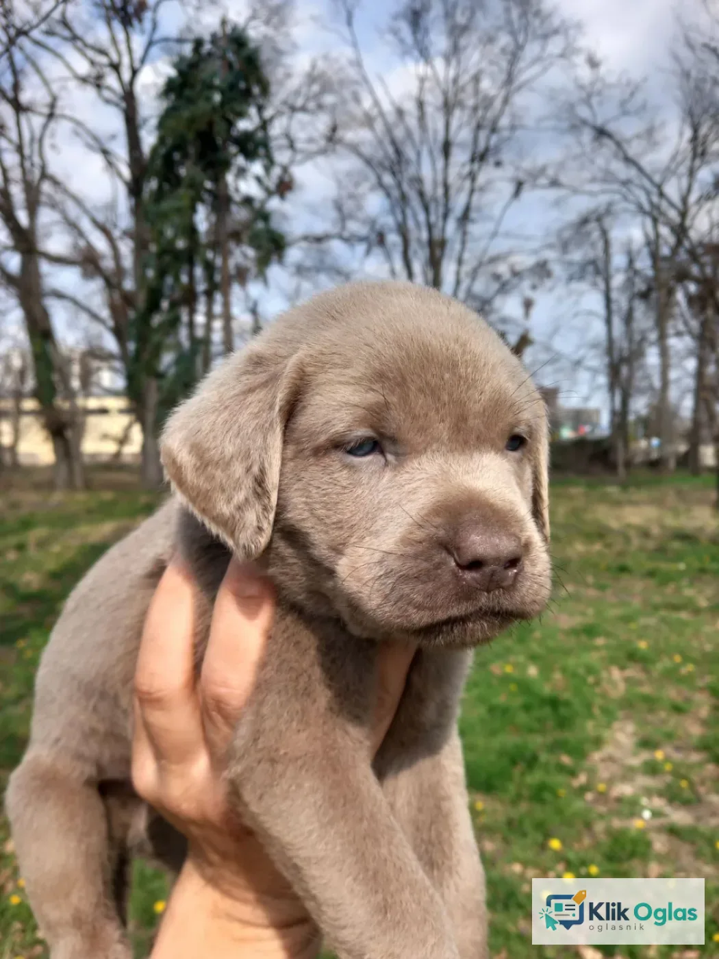 Silver labradori