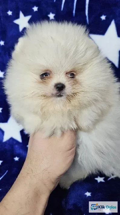 Pomeranac Boo stenci..