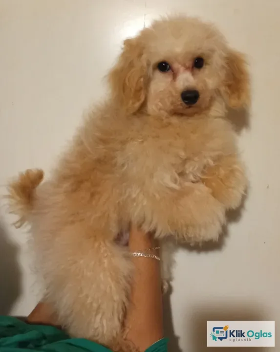 MALTIPOO