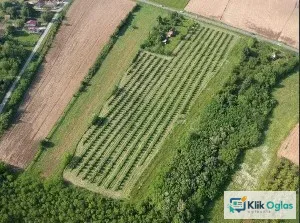 Imanje sa plantazom lesnika-sabac