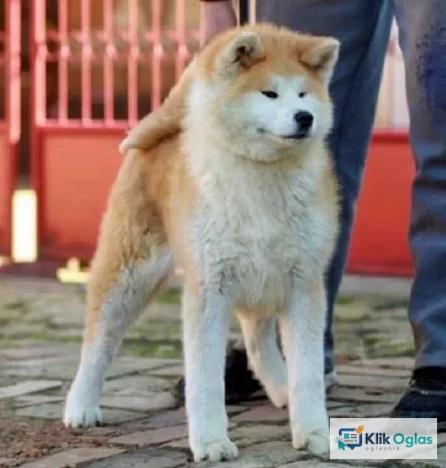 Akita Inu kucici