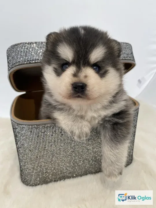 Pomsky- pomski, patuljasti i mini.