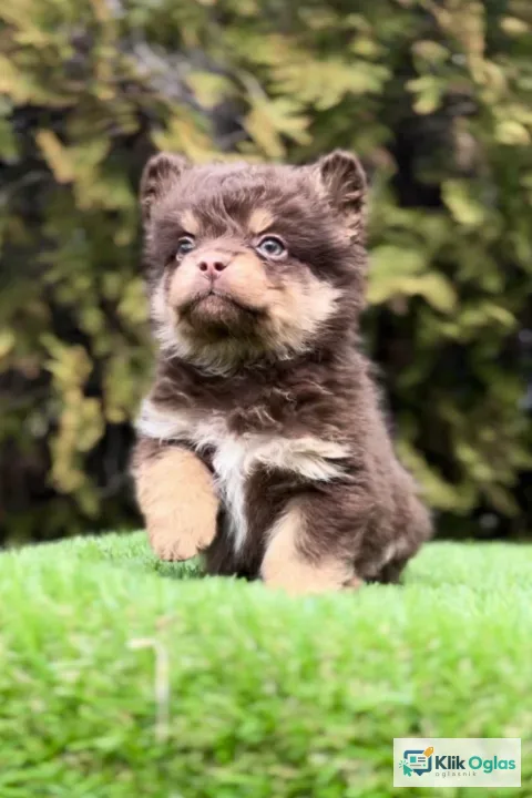 Francuski buldog hipoalergene dlake