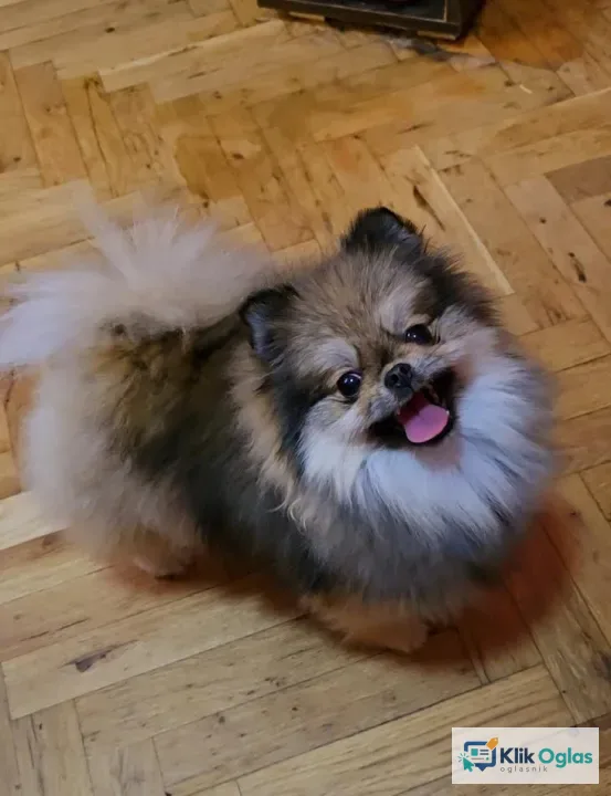 Čistokrvni Boo štenci Pomeranca !!!