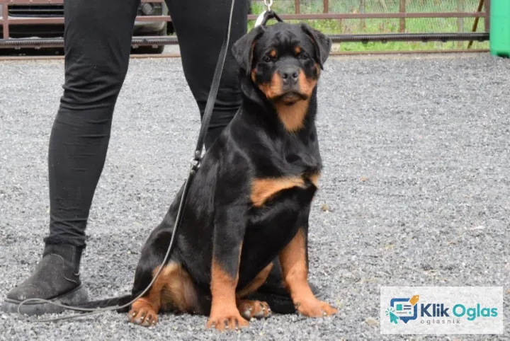 Poklanjam dve Rottweiler zenke