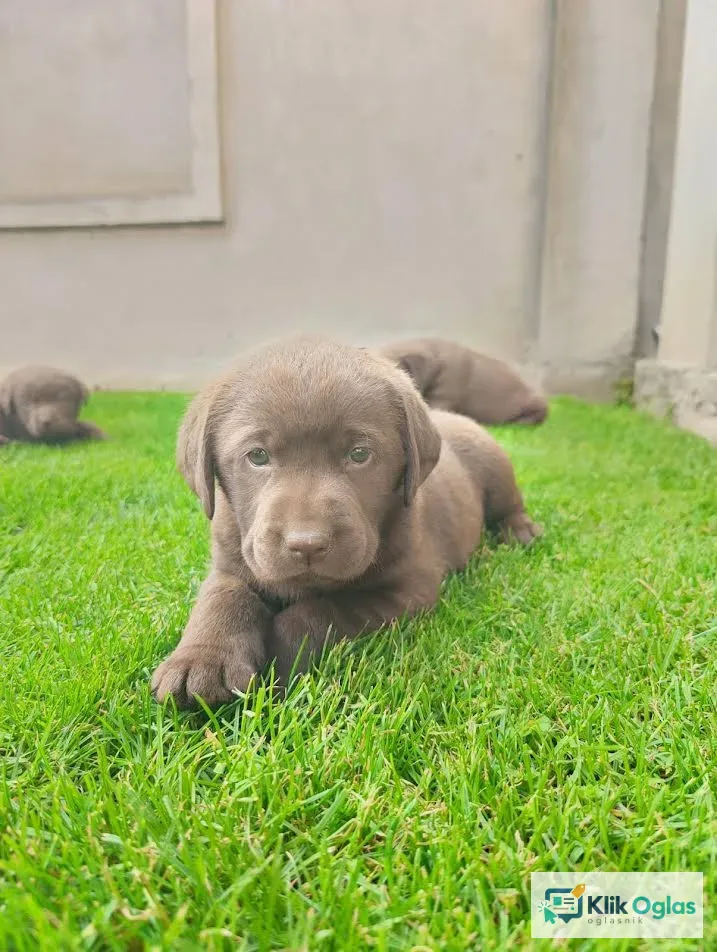 Labrador retriver - štenci !!