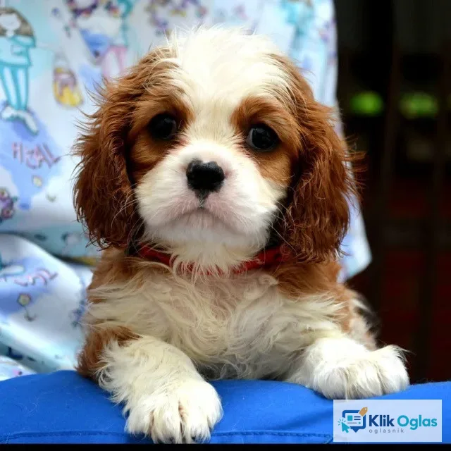 Cavalier King Charles španiel - blenheim i tricolor
