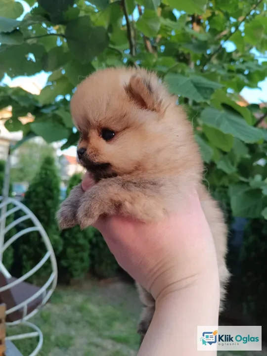 Pomeranac Top zenka