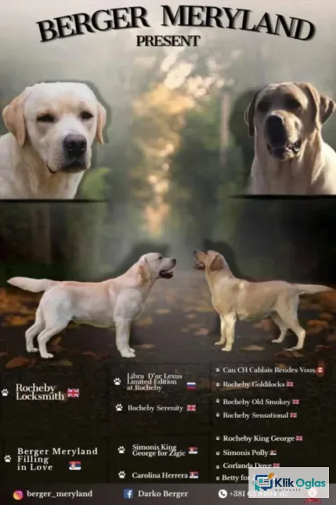 Štenci LABRADOR retrivera !