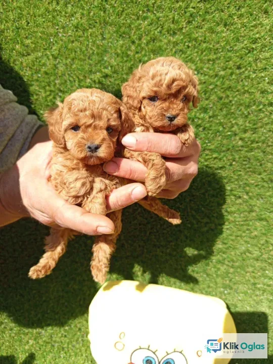 Toy pudle.