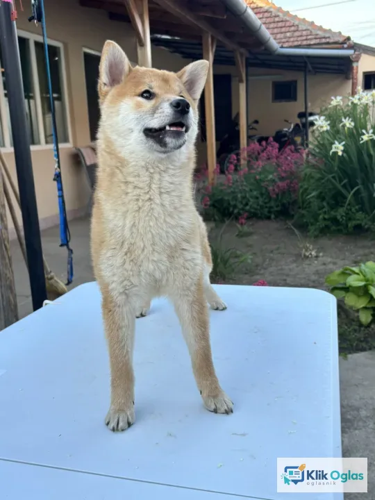 Šampionsko leglo Shiba inu...