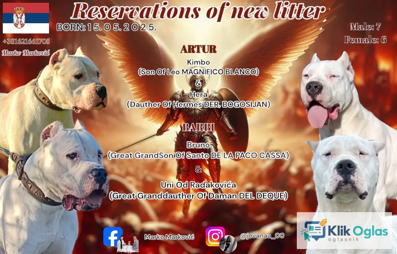 Rezervacija štenaca Dogo Argentino