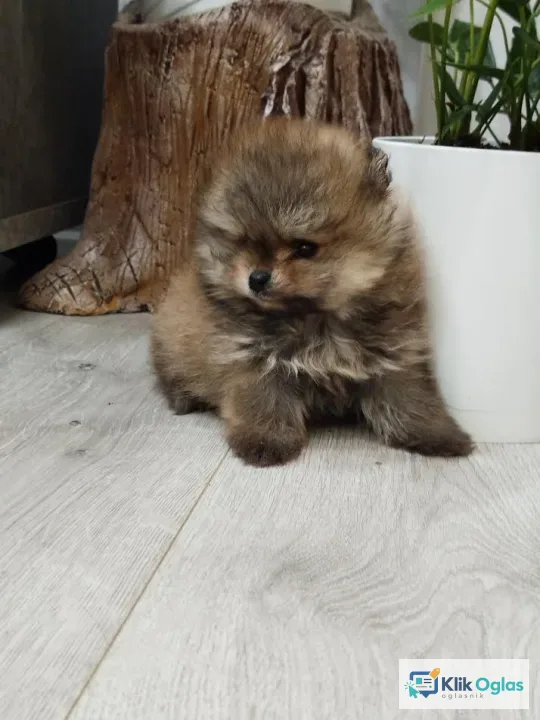 Prelepi Boo medvedici !