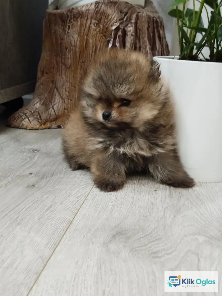 Prelepi Boo medvedici !
