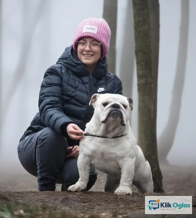 Engleski buldog - mužijak star 17 meseci