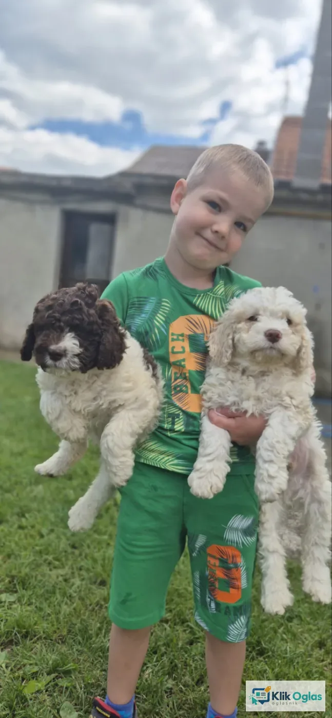 Stenci lagotto romagnolo